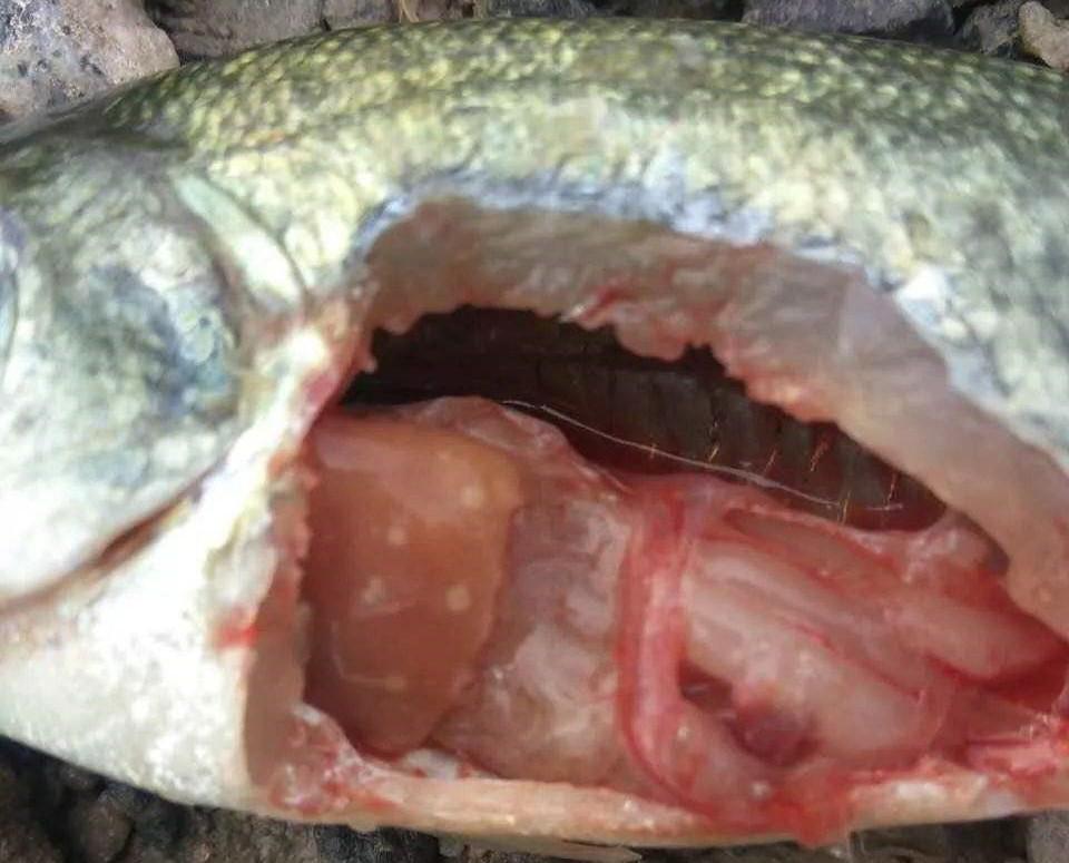 诺卡氏菌病特效药,诺卡氏菌病的防治方法