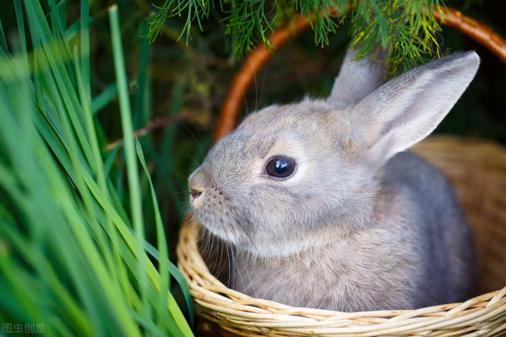 侏儒兔尿红色怎么回事,侏儒兔眼睛周围结痂