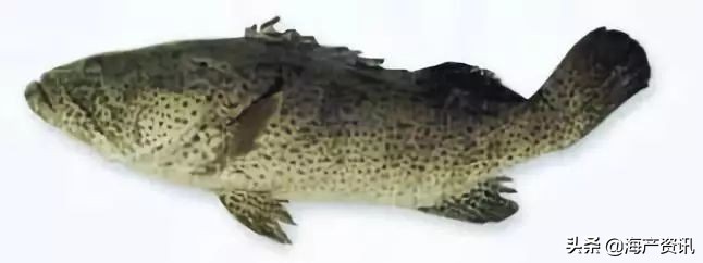 40种常见淡水鱼,45种常见海鱼名称