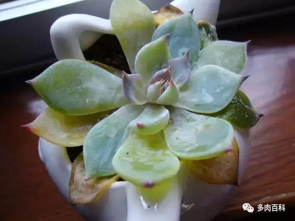 多肉植物能喷叶面水吗,水养多肉植物怎么养