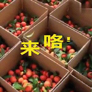 疫情捐款1个亿的网红,疫情下的阿拉伯网红