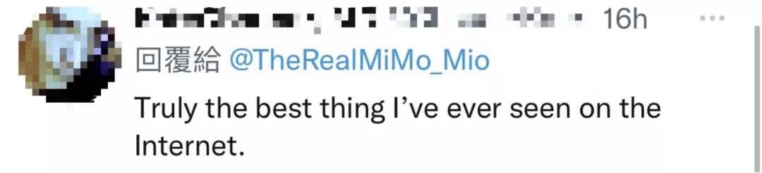 漂亮小奶猫喝奶,4只小奶猫吃豪华大餐