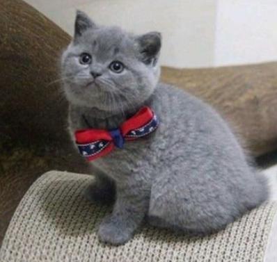 养猫新手怎么选猫,养猫新手怎么选粮