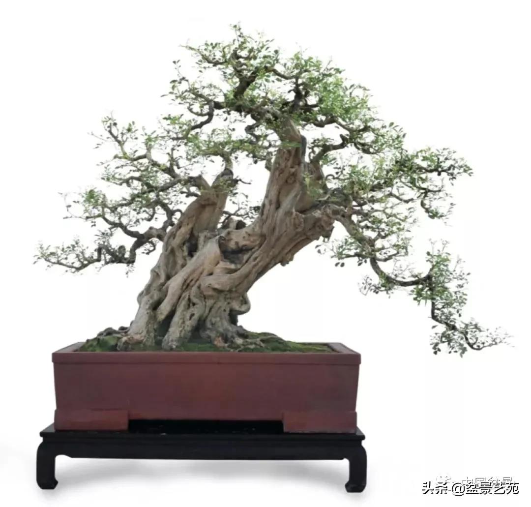 桩景类树种都有哪些,100种常见景观树种