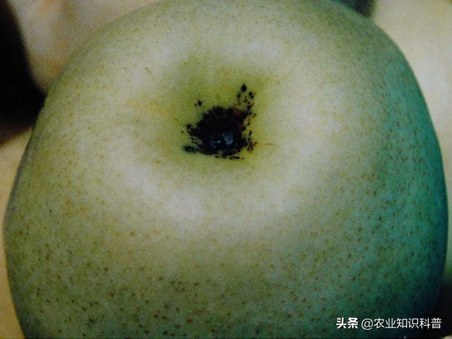 果实套袋的利与弊,果实套袋的好处