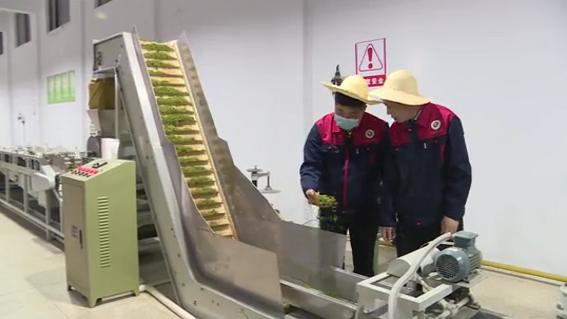 信阳茶叶产业体系,信阳茶联盟现状