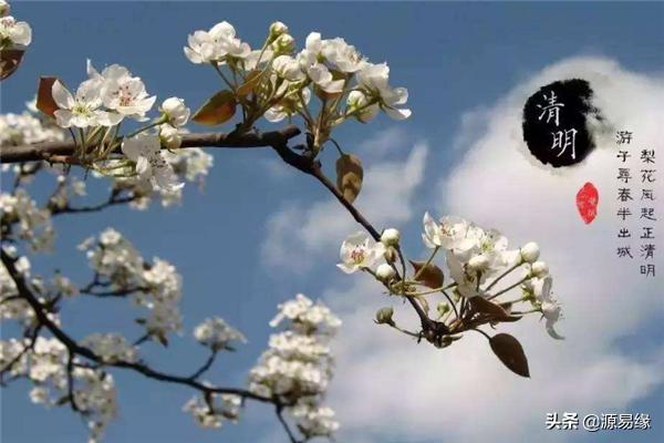 清明“初候”：桐始华，《易经》：往不胜，为咎，您可知其中含义
