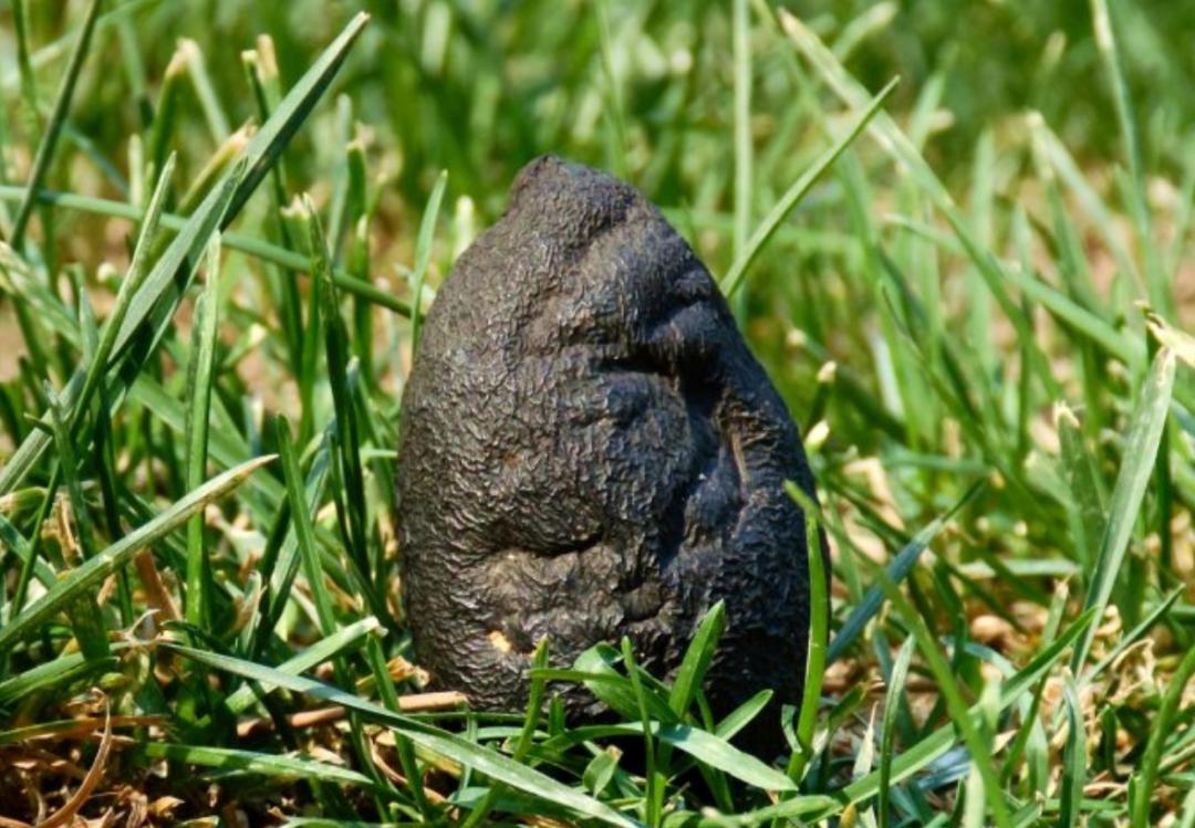 黑柄炭角菌长树上,黑柄炭角菌可食吗