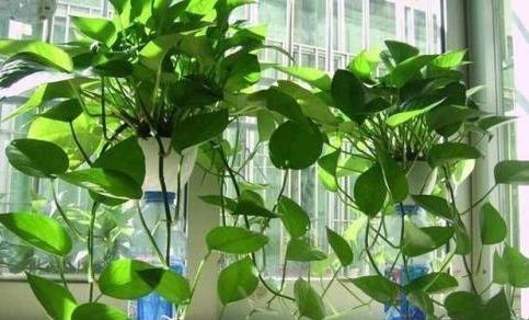 养绿萝,埋上几粒“煮豆豆”,胜过养花肥,油光锃亮爬满墙
