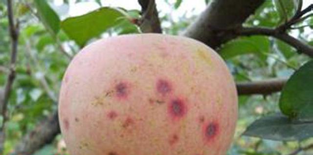 苹果高产技术,苹果种植技术及病虫害防治措施