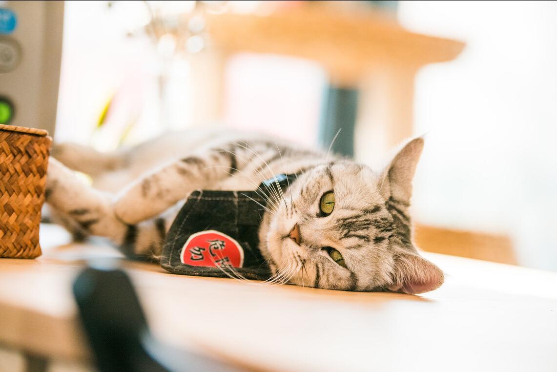 适合新手养的猫咪美短,美短虎斑猫优点和缺点