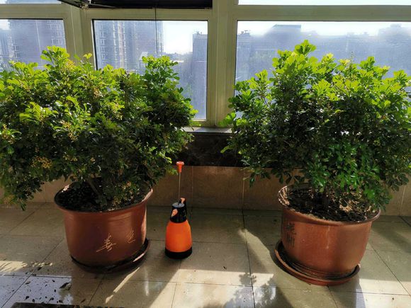 冬天养一个月就能开花的植物,米兰老桩冬季怎么养