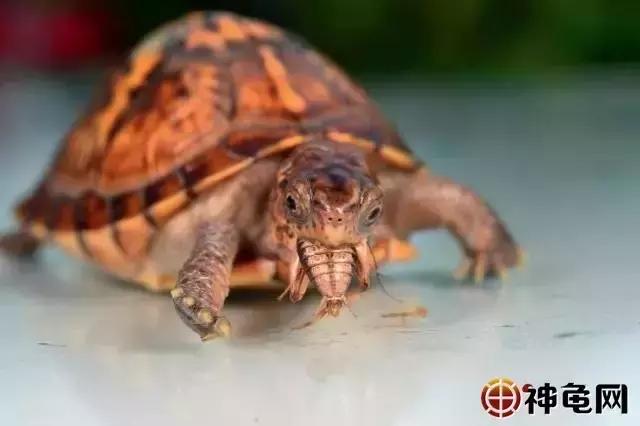 箱养蟋蟀白虫养殖方法,养半水龟水陆两栖怎样布置