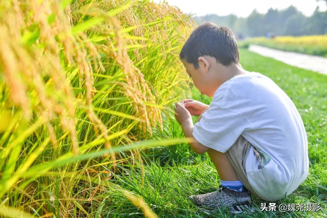 北京北坞公园里的京西稻又熟了,曾经只有皇上才能吃上这儿的大米