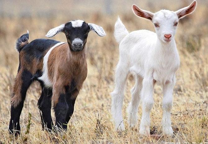 羊患布氏杆菌病症状和治疗,羊布鲁氏杆菌病原因及防治措施