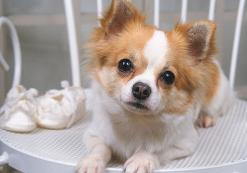 狗狗只呕吐不拉稀是什么原因,狗狗拉稀呕吐打什么针好得快