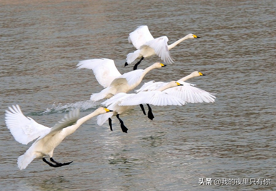天鹅的故事有什么道理,天鹅的故事主要讲了什么