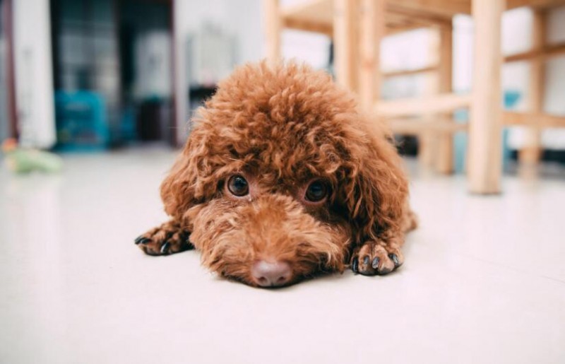 想养泰迪这6个缺点你可得想好了,怎么样来把泰迪养的又乖又漂亮呢