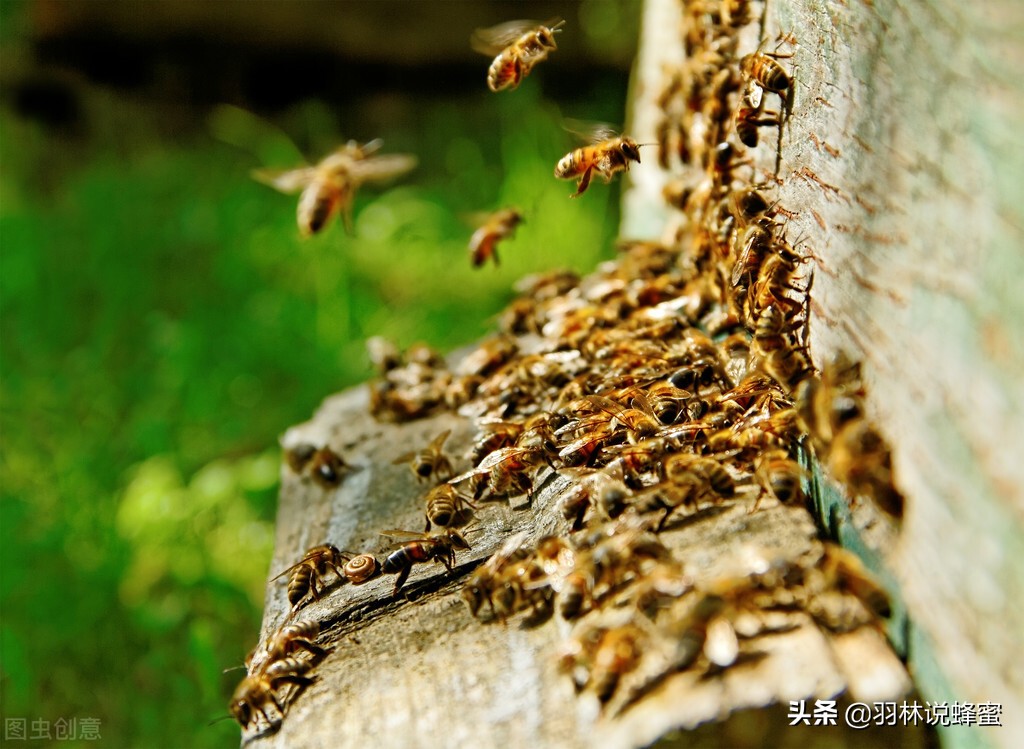 蜜蜂怎么养殖才会有蜜,蜜蜂怎么养才能提高产蜜