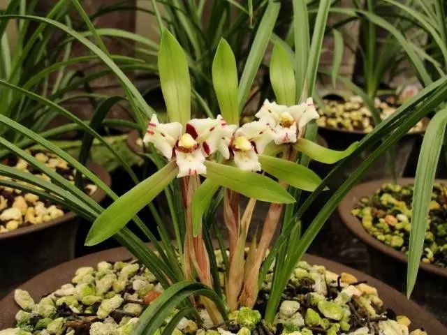 兰花生病怎么治最有效果,兰花病害怎么治愈