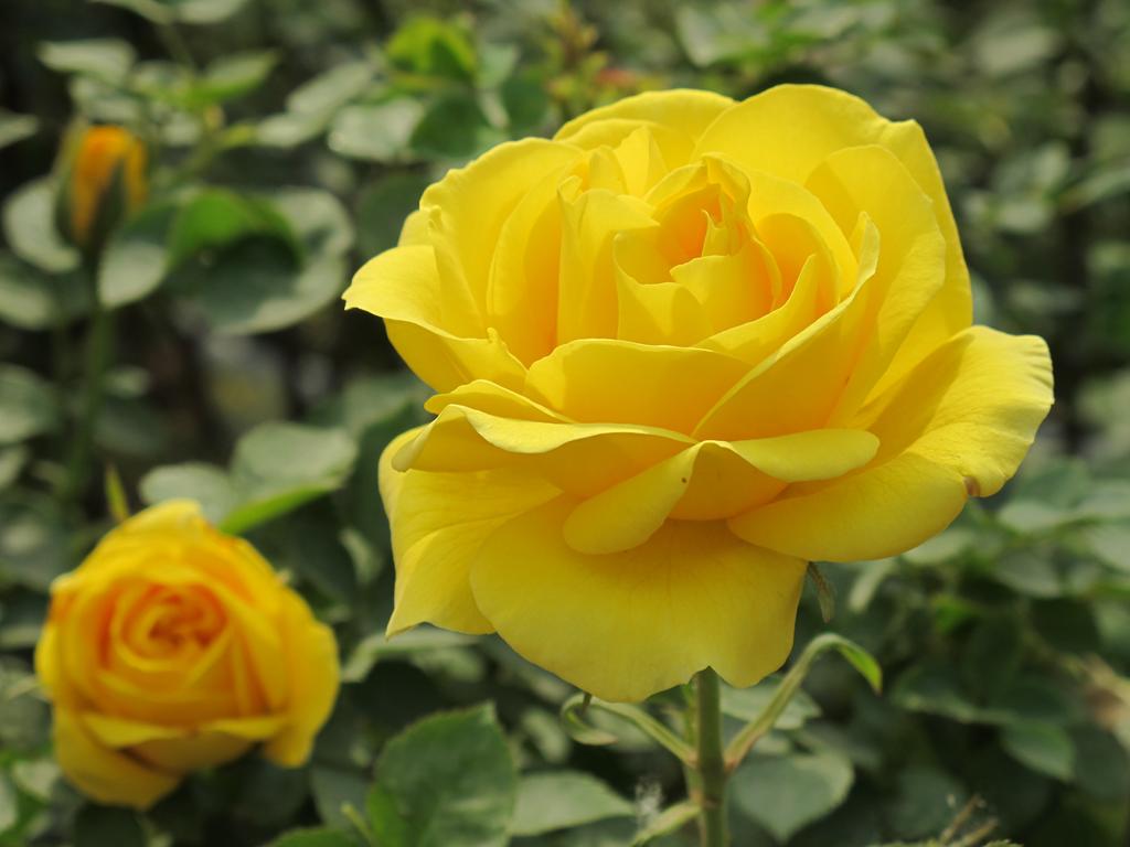 大兴月季园的月季有多少种,北京最大的月季基地在哪