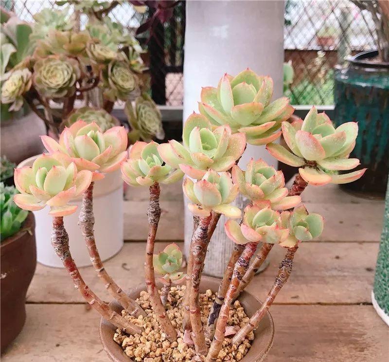 养了8年的“老桩”，价值2000块，这样的碧桃多肉，你舍得买吗？