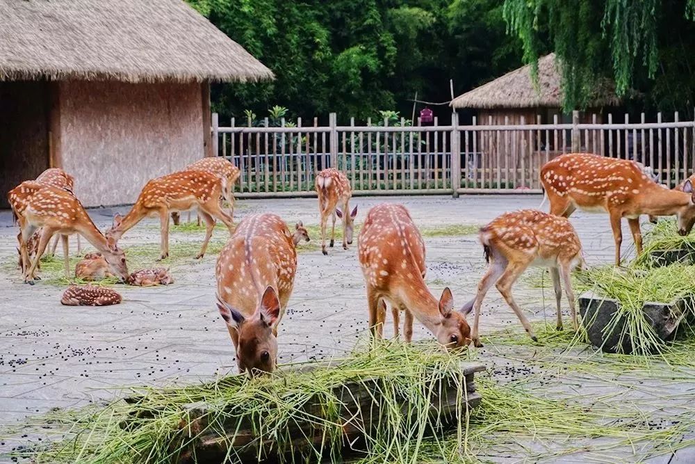 世警会来到成都吗,世警会成都推介