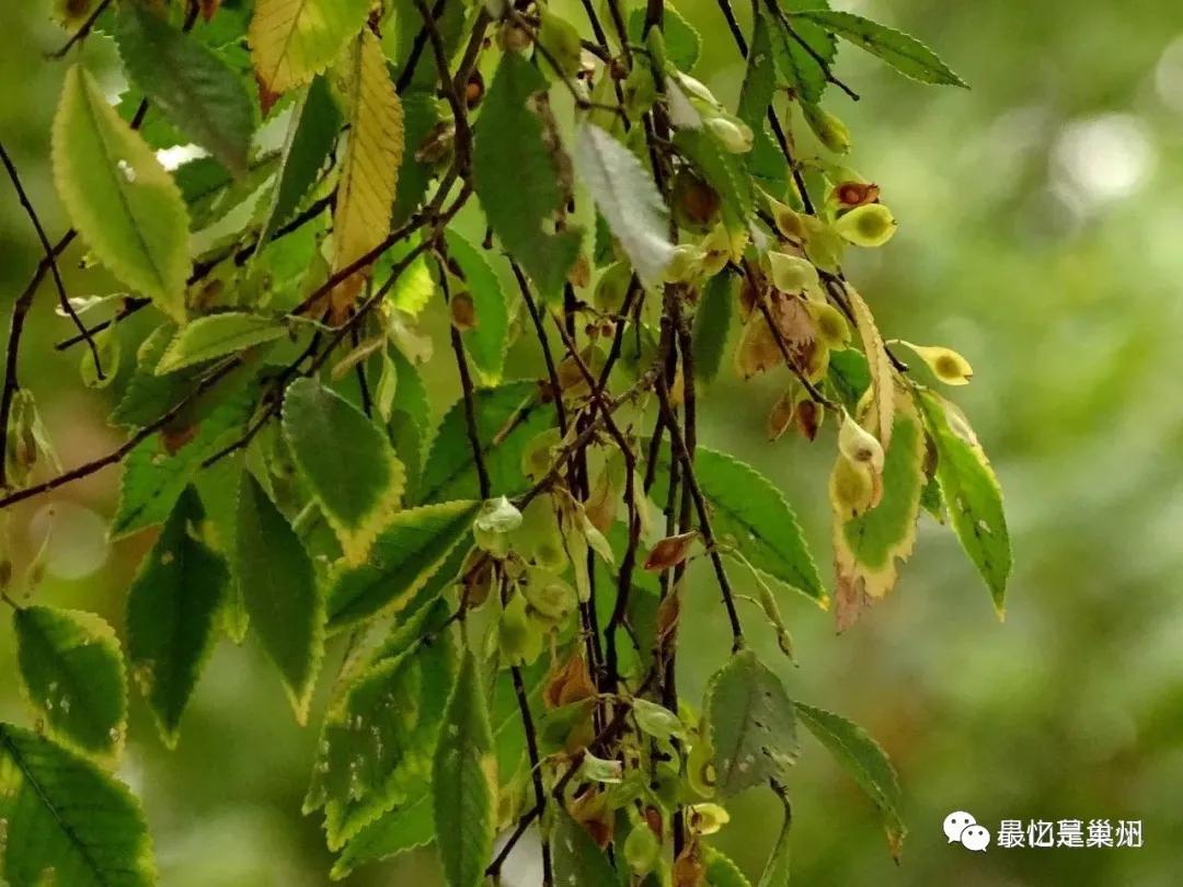 草木也关情：村庄如果没有树木做风景的话，还有村庄的味道吗？