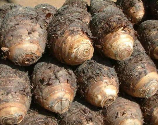 童趣：中秋夜里偷呷的