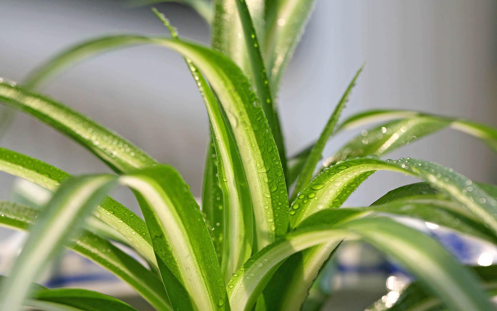 吊兰花卉的种类图片及名称,好看的吊兰植物图片及名称