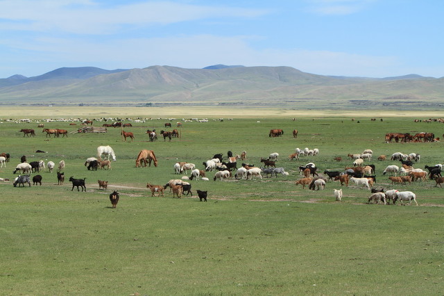 散养500只黑山羊一年有多少利润,纯放养生态深山黑山羊视频