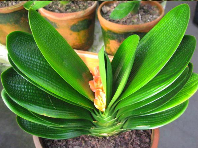 君子兰出箭了但又蔫坏了怎么办,君子兰刚打花苞怎么养护