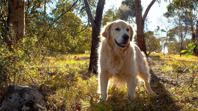 如何给狗“修脚毛”？还有这神奇好处！