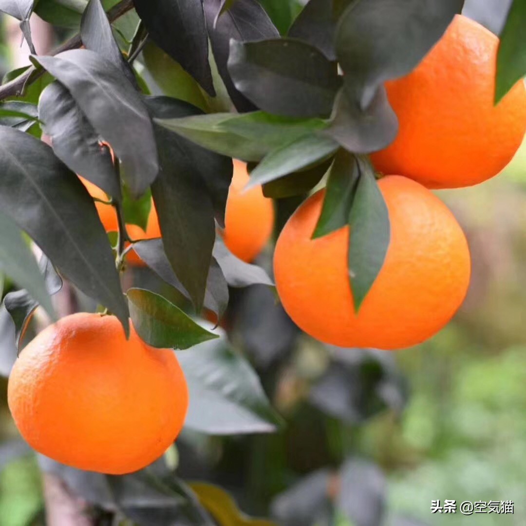 爱媛果冻橙38号和28号有什么区别,爱媛果冻橙手动榨汁机