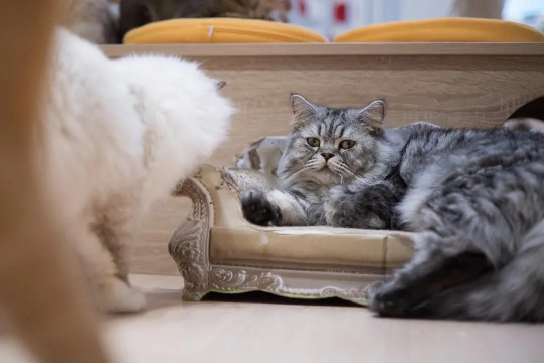 “天”作之合！天工TECHART推出全球首款康泰时G-尼康Z转接环