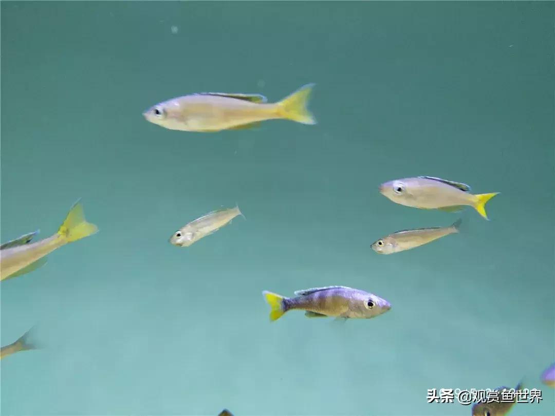 梦想的三湖世界持续建设中……方位:中国天津