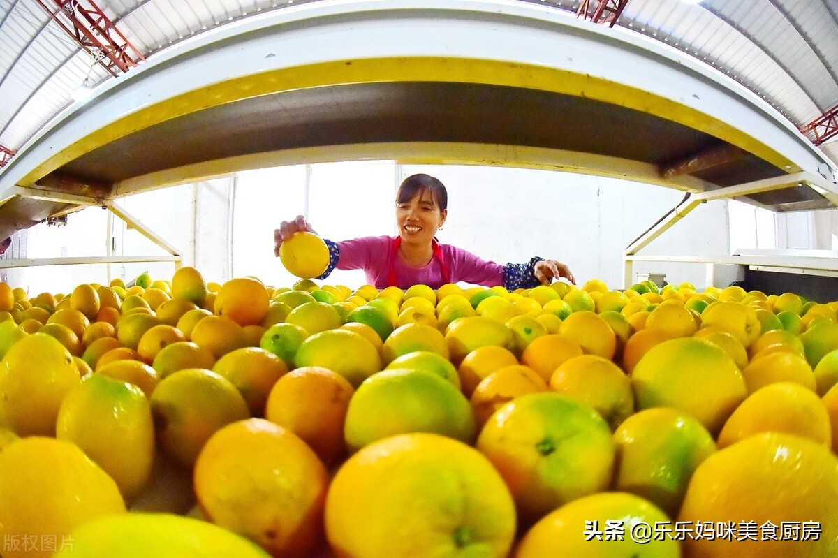 全国最好的橙子品种,全国哪的橙子最好吃