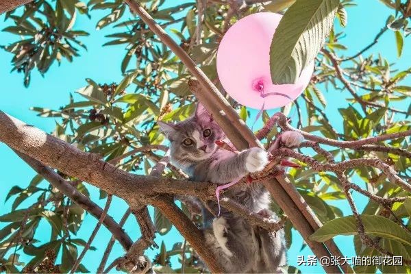 辟谣猫咪传染狂犬病的真相,猫咪是否传染新冠