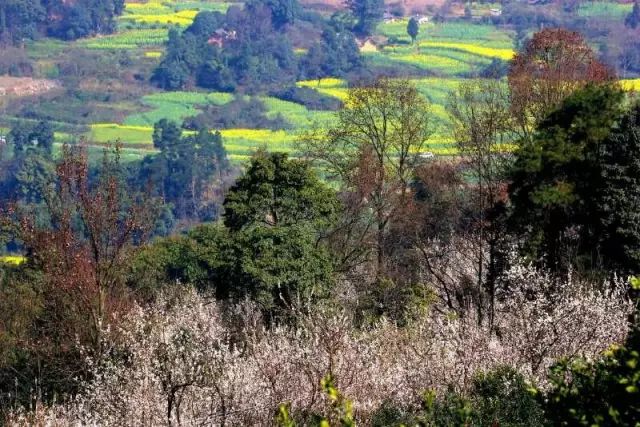 半个月后成都即将美翻全国，17处美景玩转整个春天！