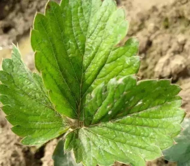 草莓叶片边缘发黑是怎么回事,草莓叶片发红发黄怎么回事