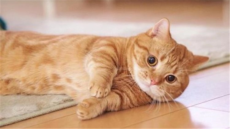 猫咪吃可怕的糖果,盘点猫咪吃了雪糕的表现