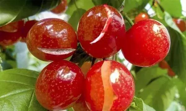 果树裂果的秘密早懂早预防,樱桃裂果的原因有哪些