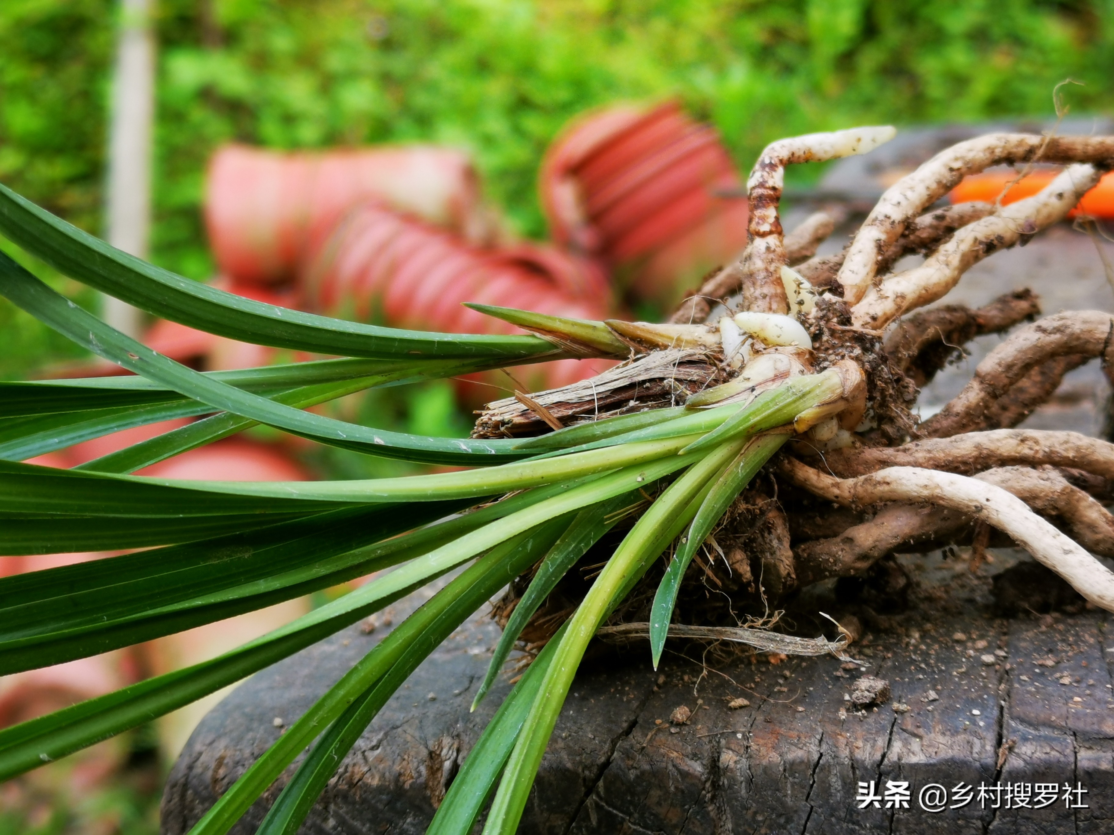 极品兰花如何养成老桩图片,兰花老桩根怎么养活的