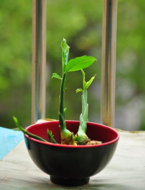 养花腻了试试“生姜”,想吃掰一块,今年生姜钱省了