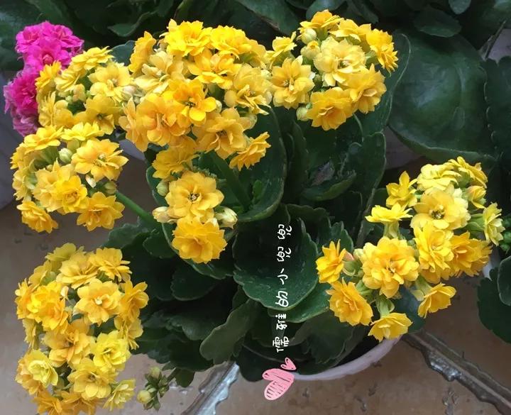 长寿花，寓意好、开花漂亮，花期长，品种多达300个