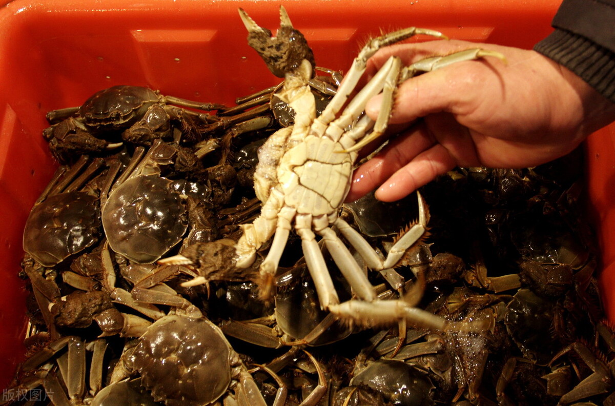 死螃蟹的正确食用方法,死螃蟹为什么不能吃呢