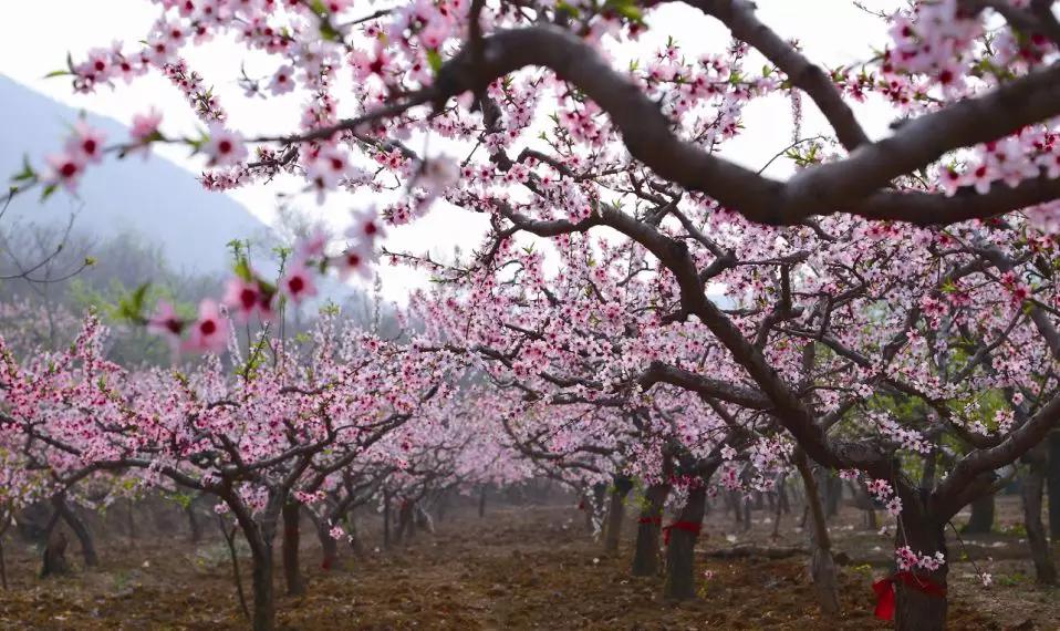廊坊市赏花踏青第一名,廊坊赏桃花景点