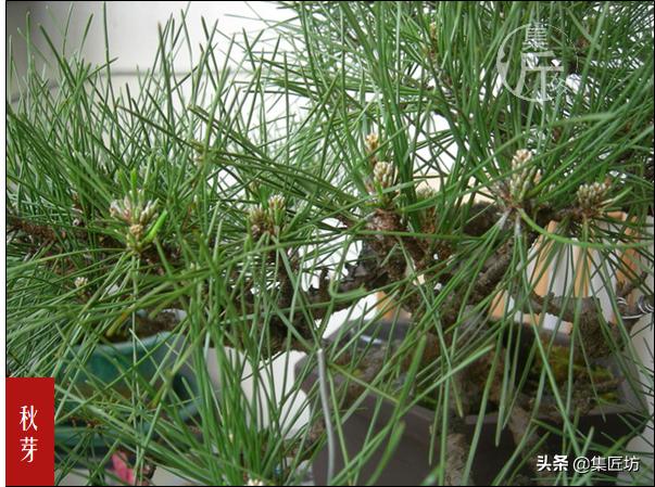 怎么养黑松盆景,触类旁通的正确用法