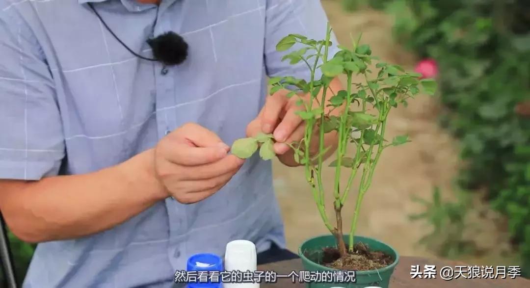 史上最详细的“红蜘蛛”防治攻略三部曲（对应三期视频）