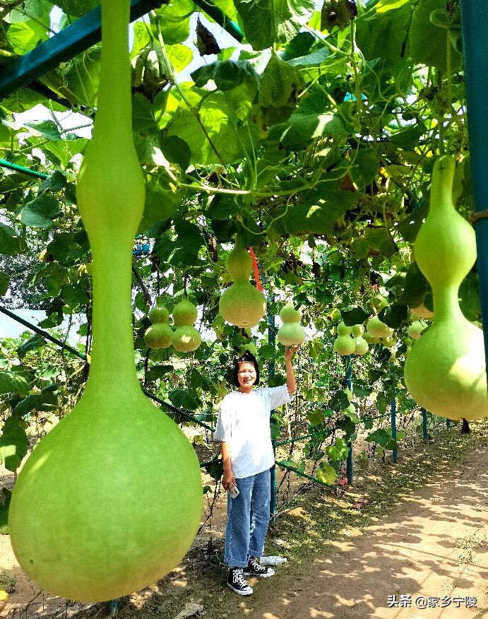 葫芦大观园视频,葫芦大观园开园